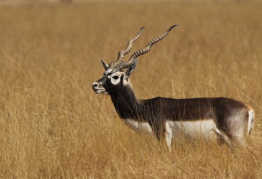 Wildlife Sanctuaries and National Parks of Gujarat 
